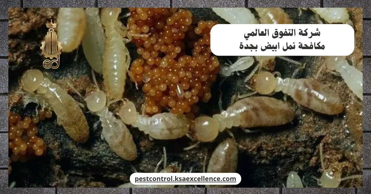 مكافحة نمل ابيض بجدة