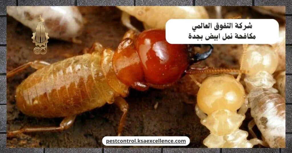 مكافحة نمل ابيض بجدة