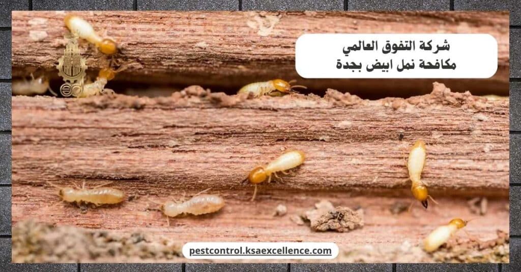 مكافحة نمل ابيض بجدة