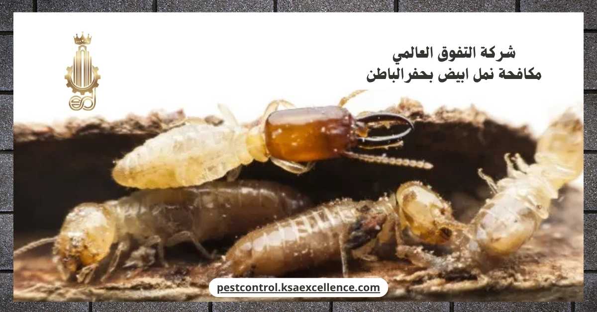 مكافحة نمل ابيض بحفرالباطن