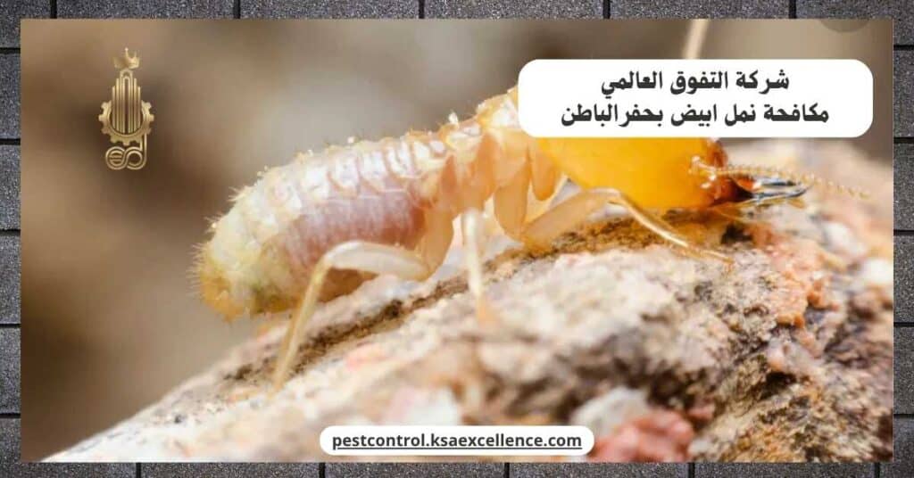 مكافحة نمل ابيض بحفرالباطن