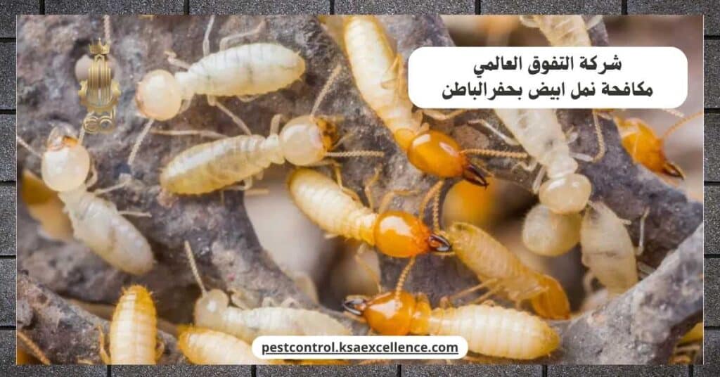 مكافحة نمل ابيض بحفرالباطن