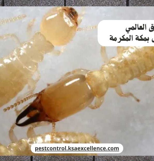 مكافحة نمل ابيض بمكة المكرمة