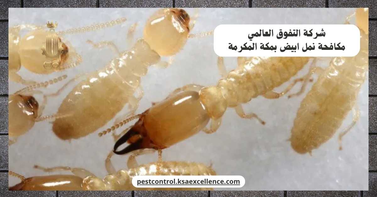 مكافحة نمل ابيض بمكة المكرمة