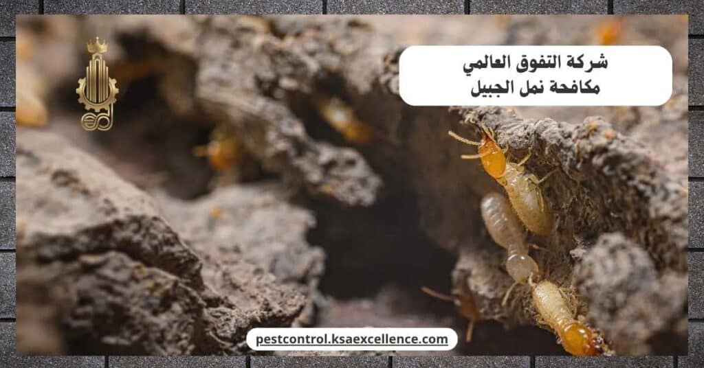 شركة مكافحة نمل بالجبيل