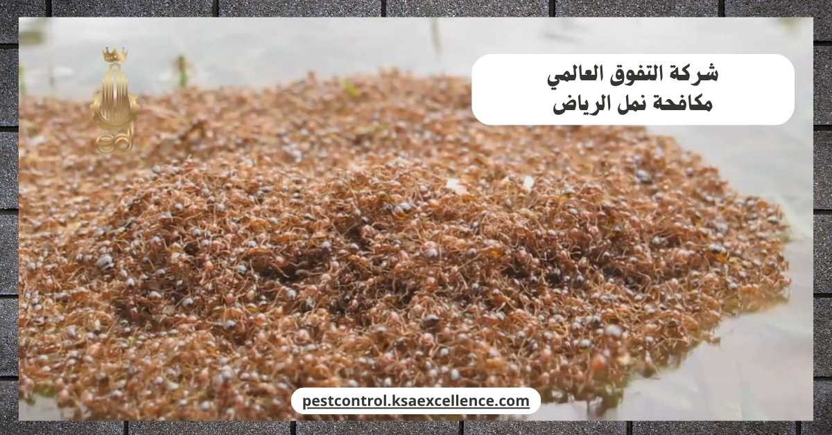 مكافحة نمل الرياض