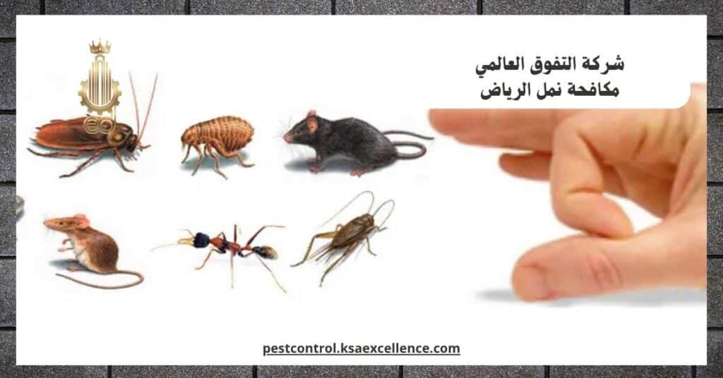 شركة مكافحة نمل بالرياض