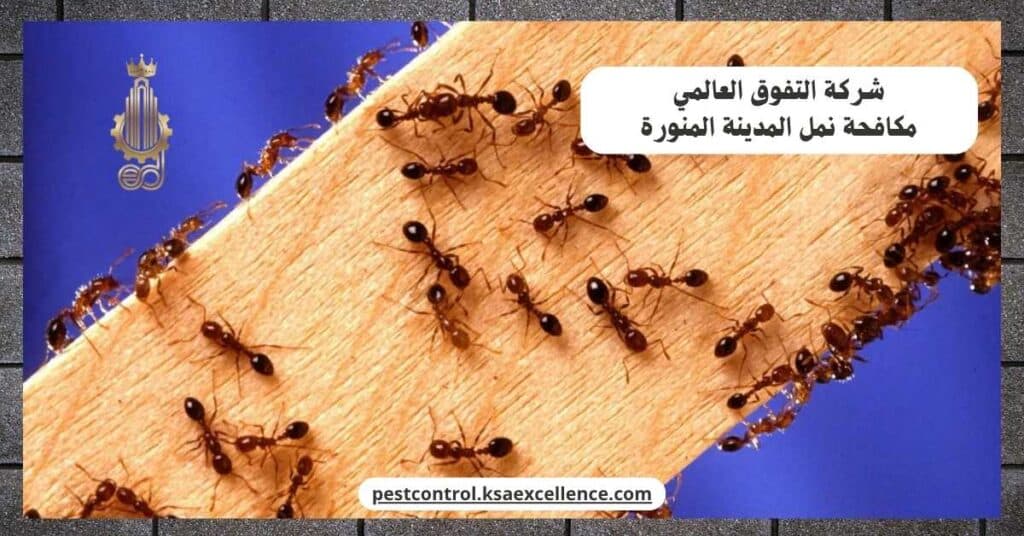 مكافحة نمل بالمدينة المنورة