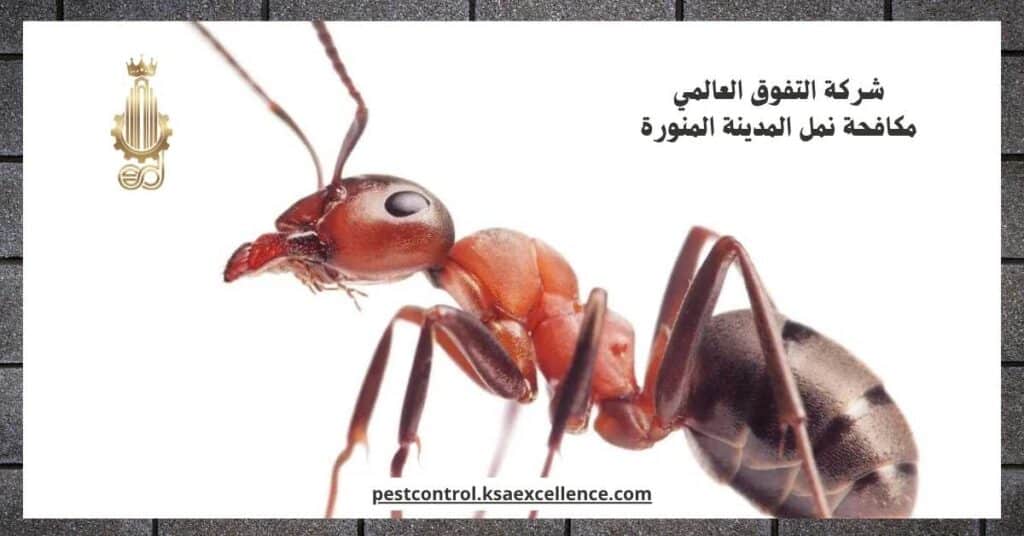 شركة مكافحة نمل بالمدينة المنورة