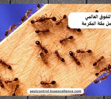 مكافحة نمل مكة المكرمة