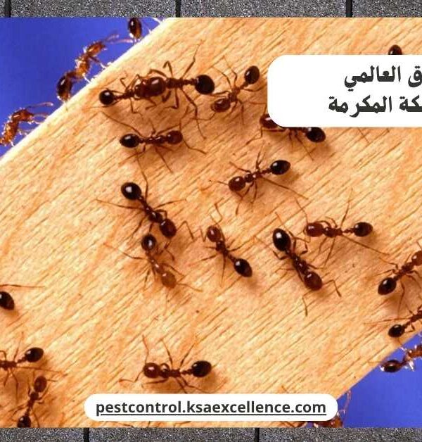 مكافحة نمل مكة المكرمة