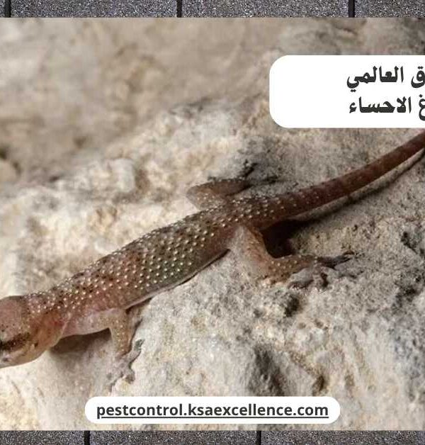 مكافحة وزغ الاحساء